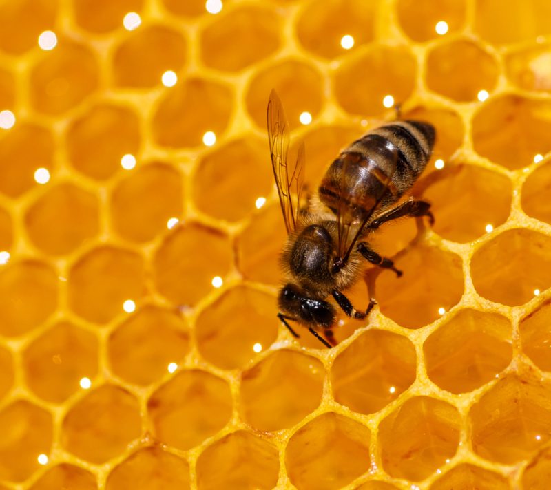 Pčelinji otrov može postati saveznik u borbi protiv raka dojke?