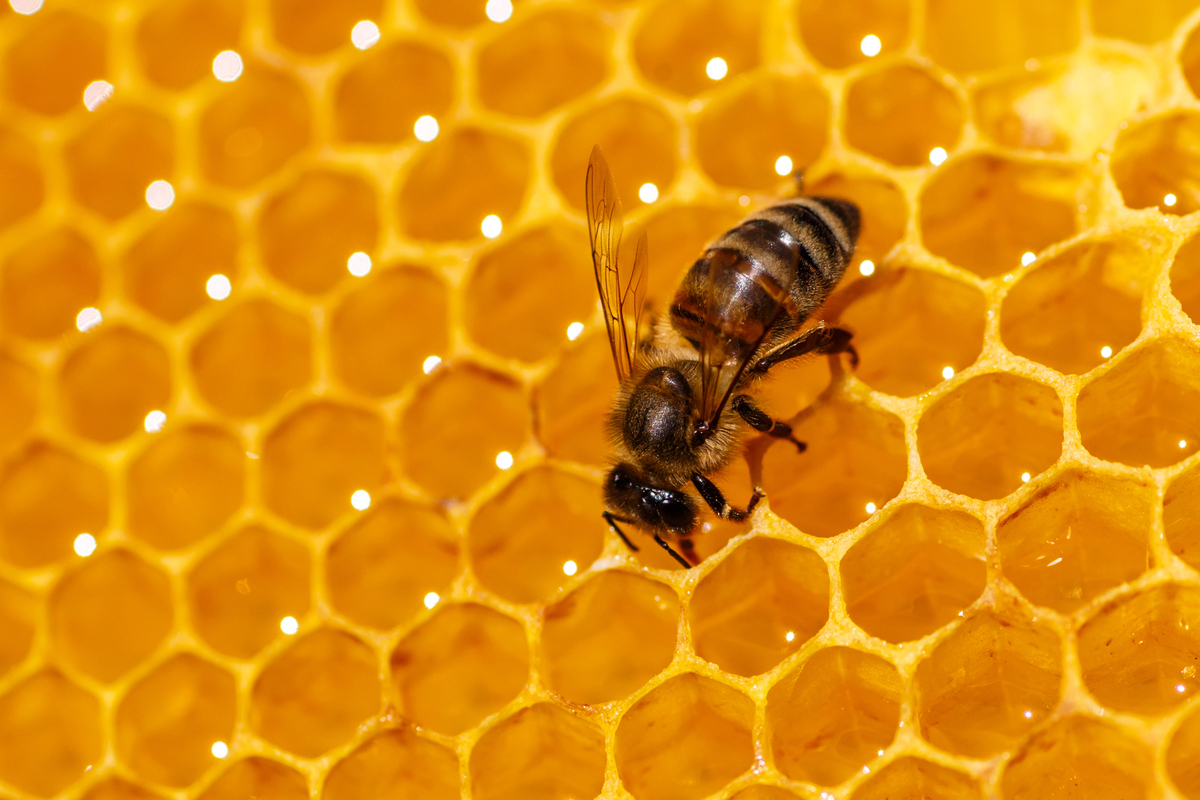 Pčelinji otrov lijek za rak dojke