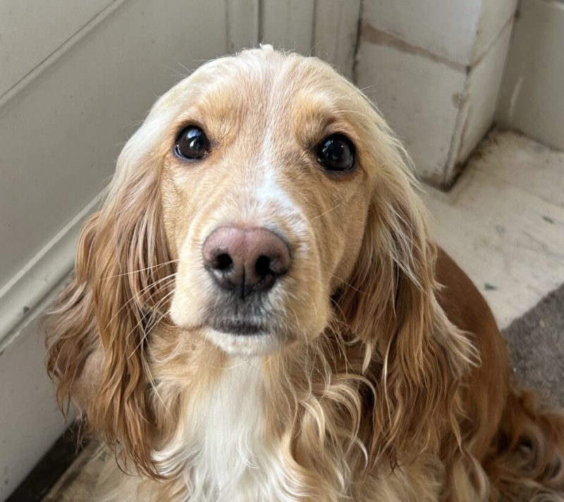 Danas palimo svijeću za napuštene pse koji nikad nisu dočekali svoj dom