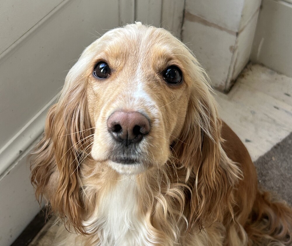 Remember Me Thursday - dan sjećanja na napuštene pse