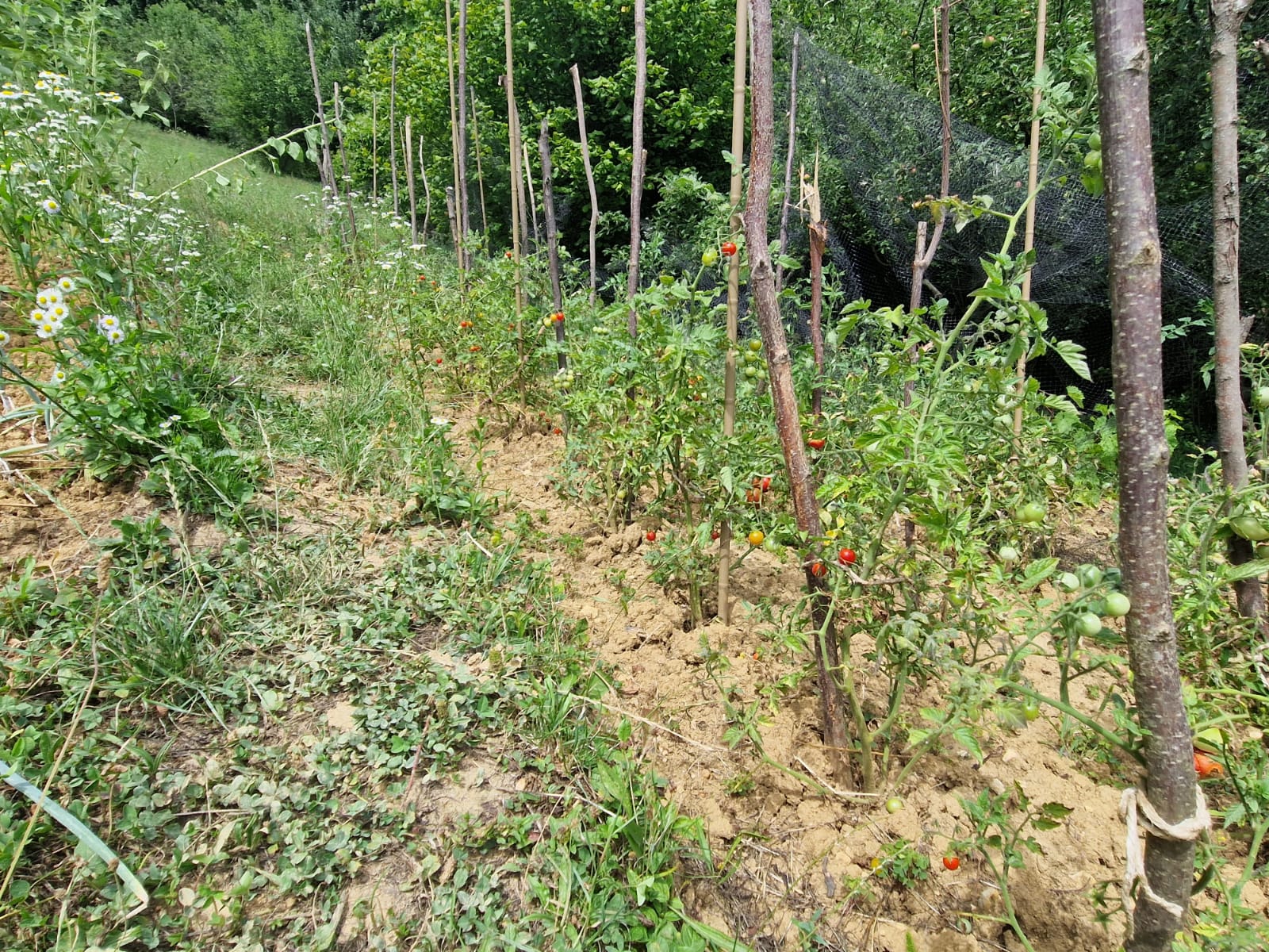 Iva Hanzen o preseljenju iz grada na selo i životu u šumi