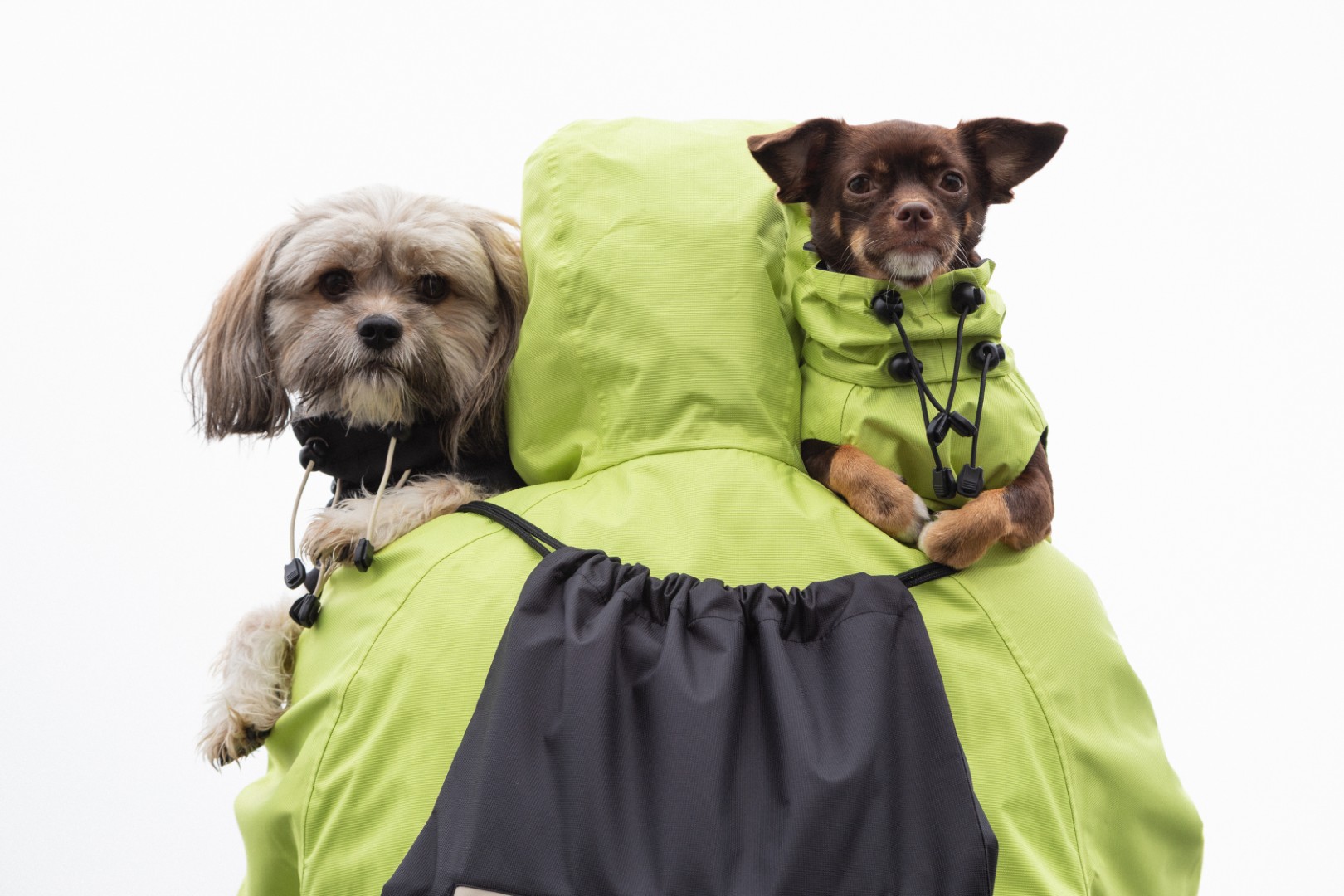 Ana Maria Ricov predstavlja novu Shibesu kolekciju za ljude i njihove pse