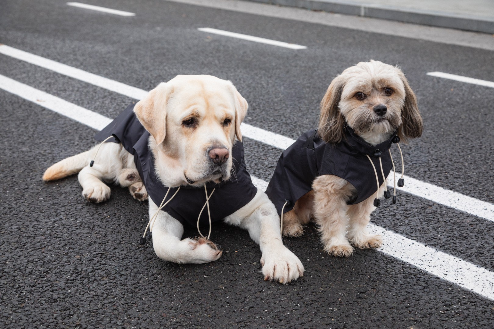 Ana Maria Ricov predstavlja novu Shibesu kolekciju za ljude i njihove pse