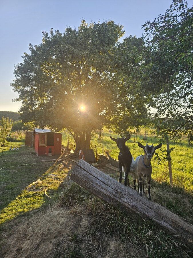 Adriana Kolar Combaj život na selu