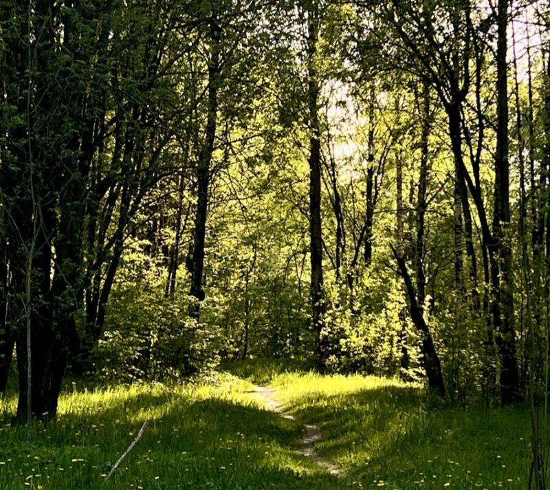 Ecosia ekološki AI