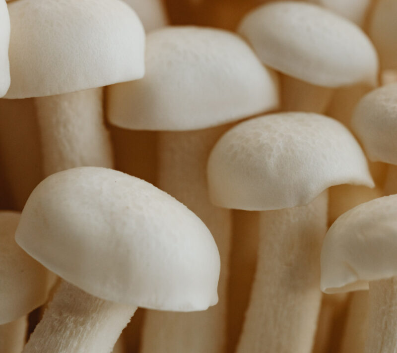 Enoki gljive: sve što trebate znati o ovoj nutritivno bogatoj hit namirnici