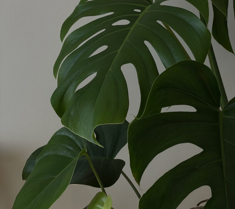 Kako oživjeti sobne biljke kad im listovi požute