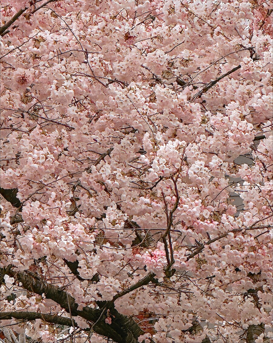 Alergije ili proljetni umor