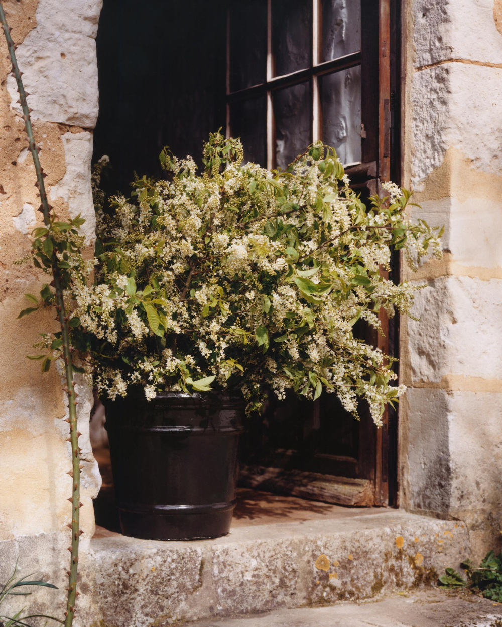 Zara Home vrtlarstvo