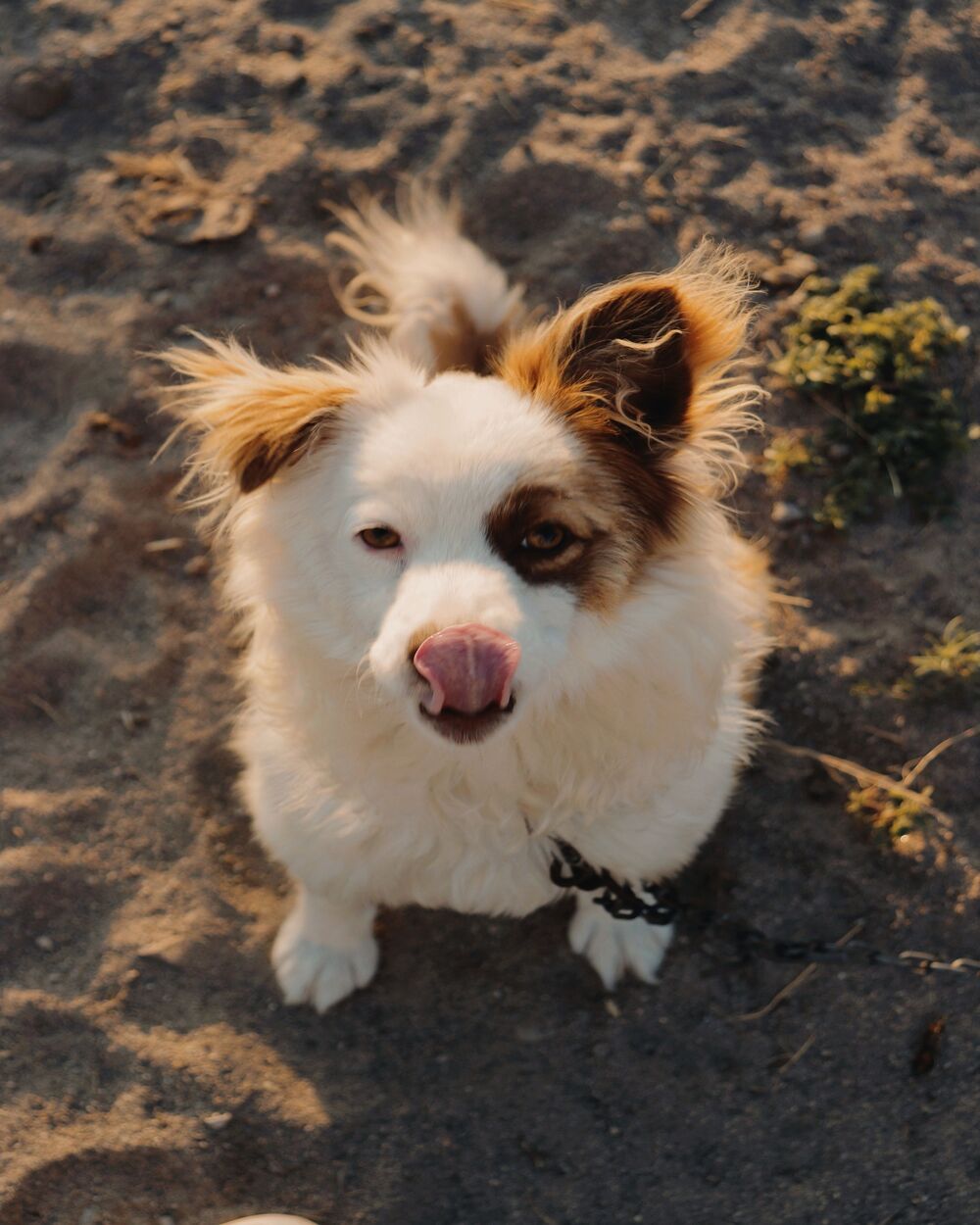 Greške na plaži zbog kojih pas može završiti kod veterinara Greške na plaži zbog kojih pas može završiti kod veterinara