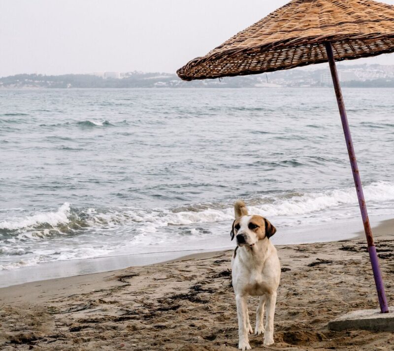 4 greške na plaži zbog kojih vaš pas može završiti kod veterinara