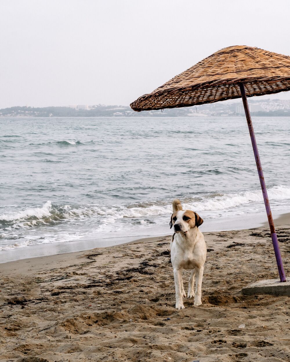 psi na plaži